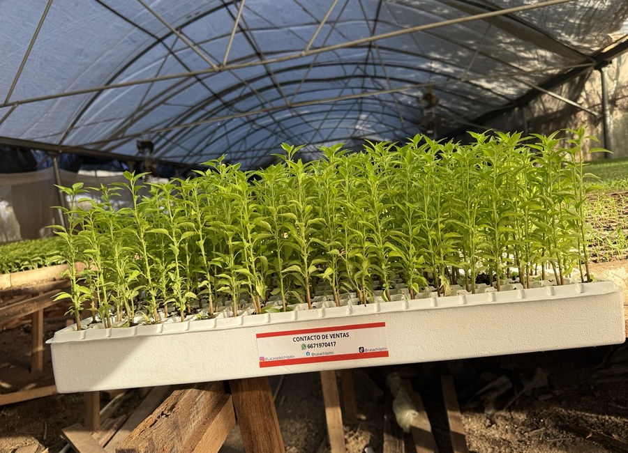 Plantas de chiltepín en charola blanca